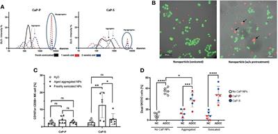 Reactivity of NK Cells Against Ovarian Cancer Cells Is Maintained in the Presence of Calcium Phosphate Nanoparticles